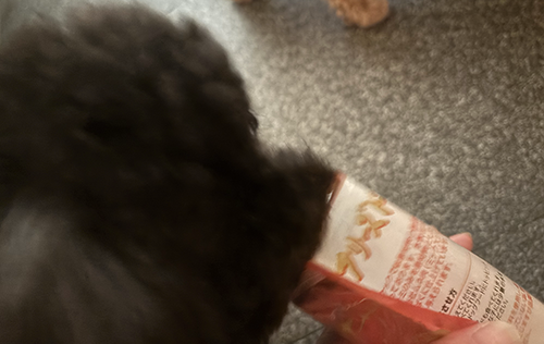 ママクック「フリーズドライササミ　粒タイプ」の匂いを嗅ぐ犬