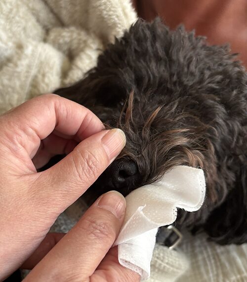 歯磨きシートで歯磨きしている犬