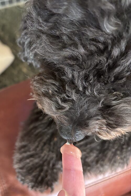 歯磨きジェルを見つめる犬