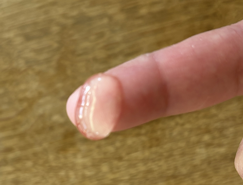 指に犬用ジェルをつけた写真